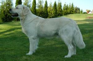 golden_retriever_6